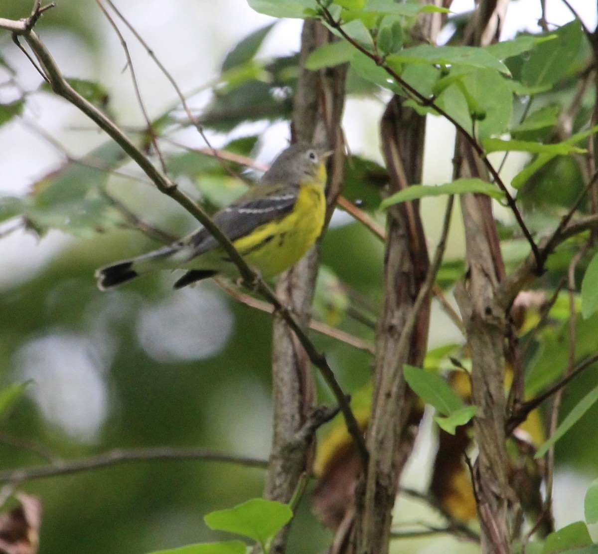 Magnolia Warbler - ML482108561