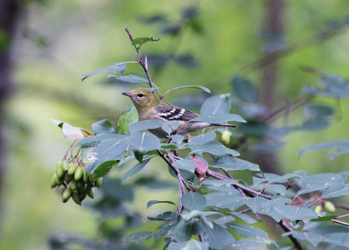 Bay-breasted Warbler - ML482108681