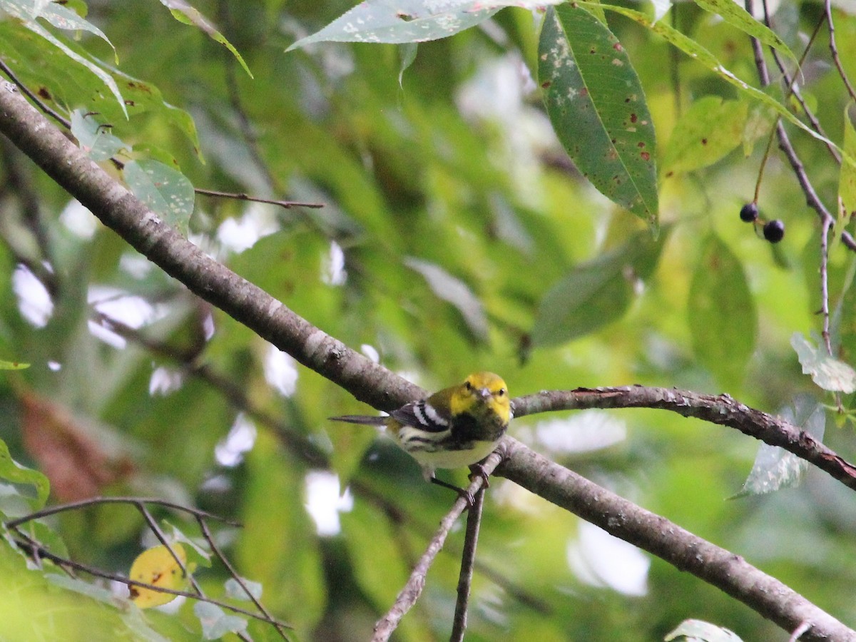 Black-throated Green Warbler - ML482108771