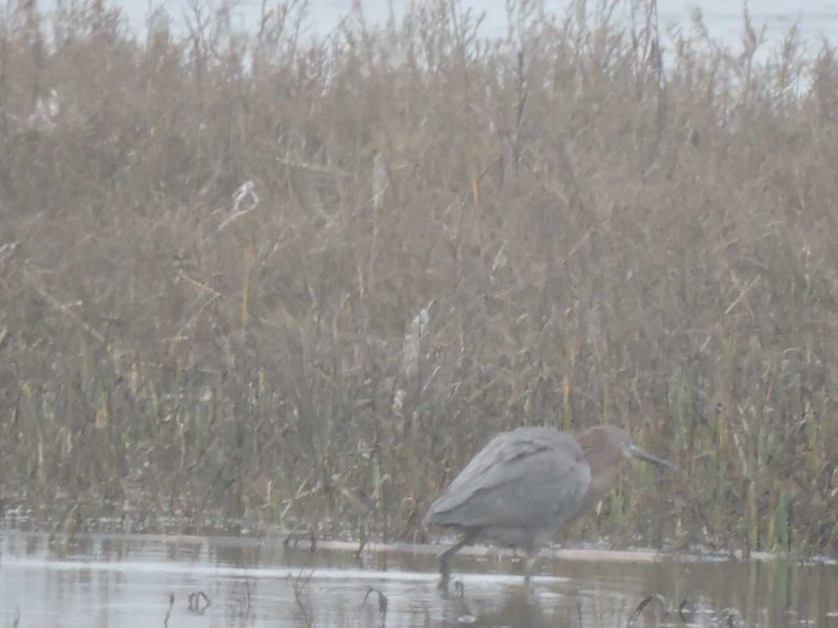 Reddish Egret - ML48210921