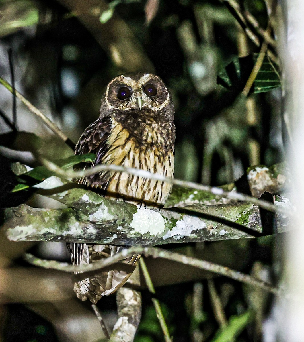 Mottled Owl (Atlantic Forest) - ML482112351