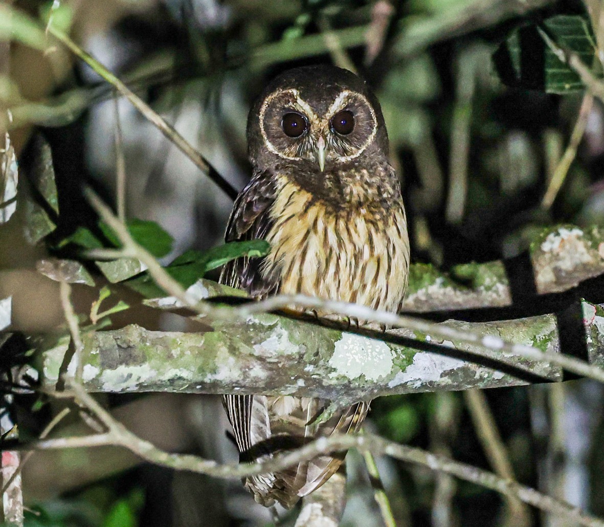 Mottled Owl (Atlantic Forest) - ML482112551