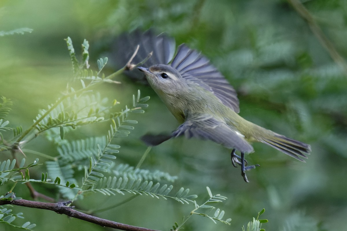 Warbling Vireo - Anonymous