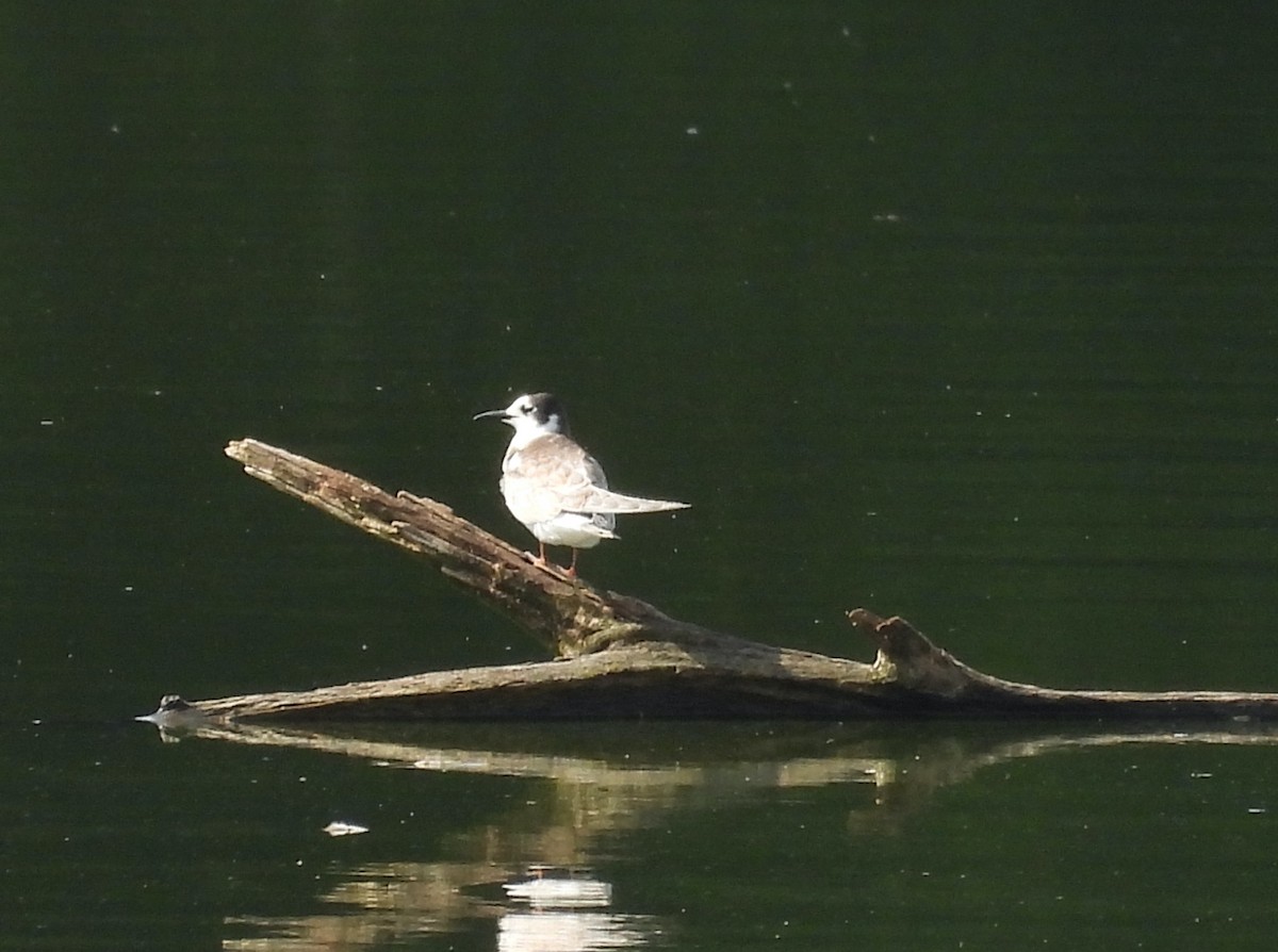 Black Tern - Mike Vlasatý