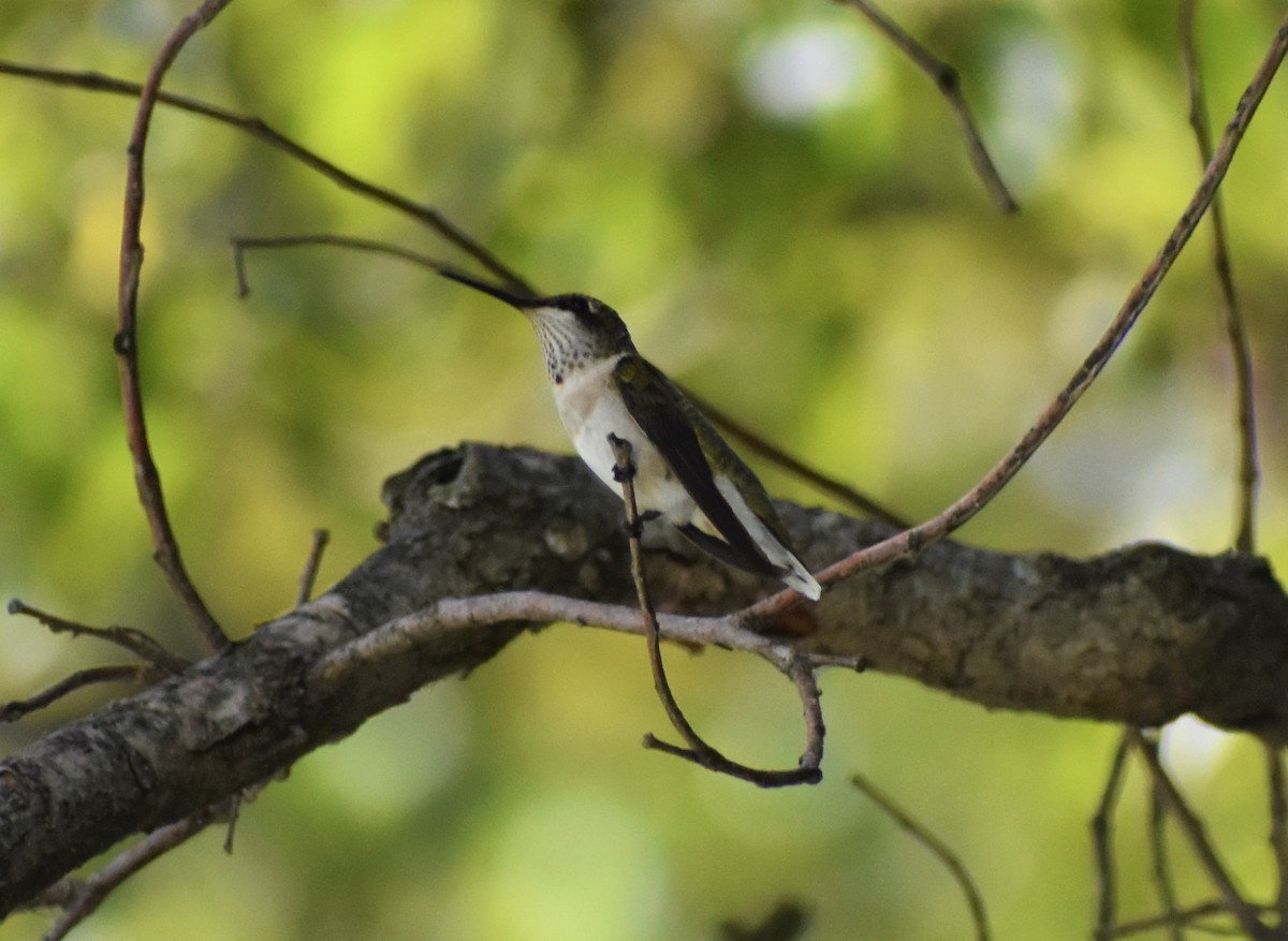 Ruby-throated Hummingbird - Mark Greene