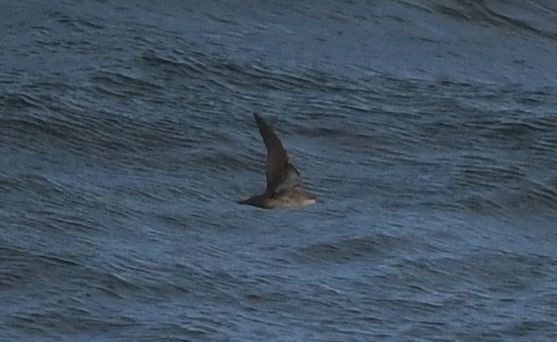 Balearic Shearwater - ML482114891