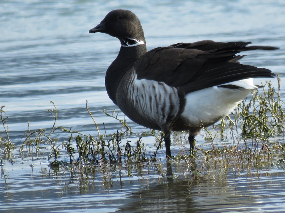 コクガン（nigricans） - ML48211571