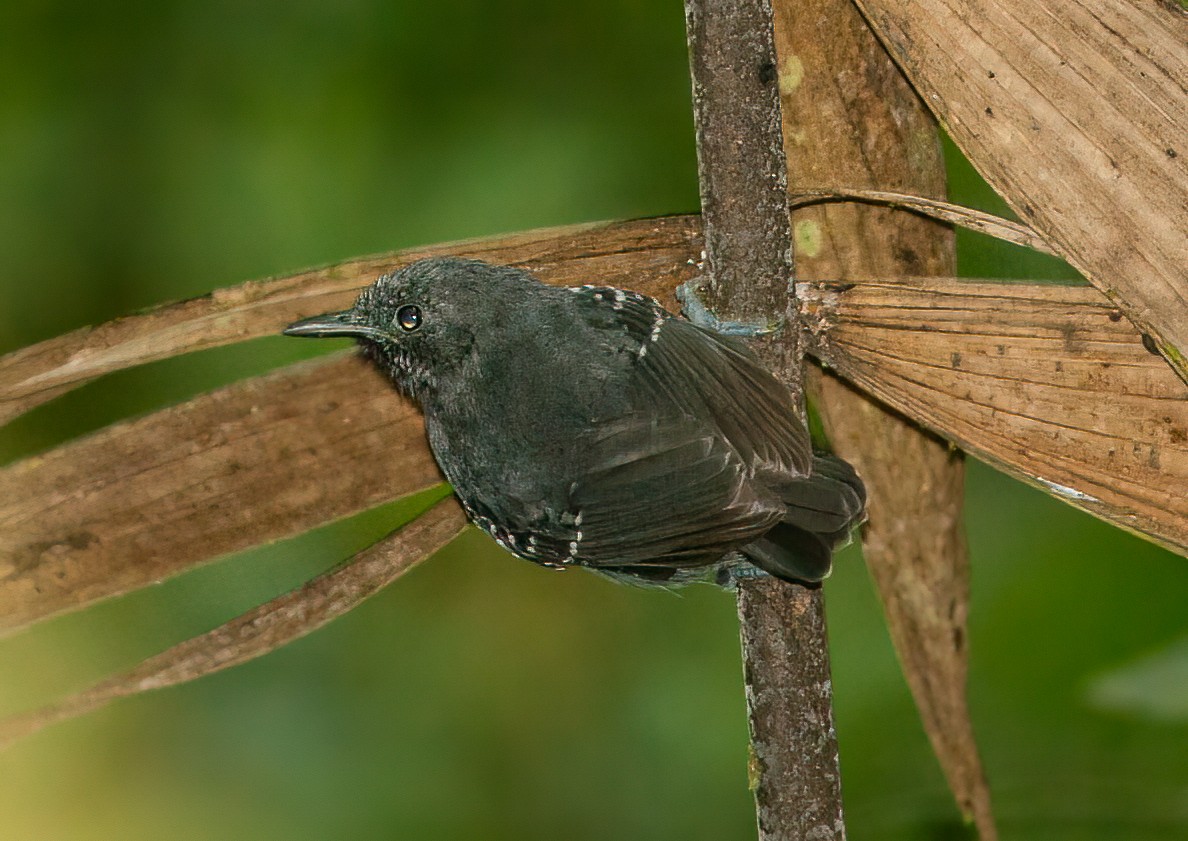 Slaty Antwren - ML482117411