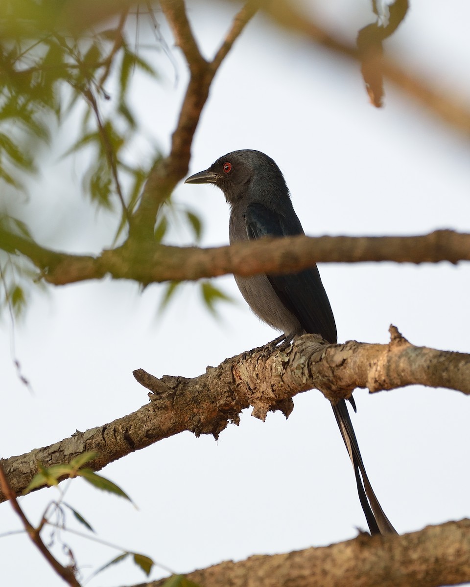 Ashy Drongo - Sanjay Malik