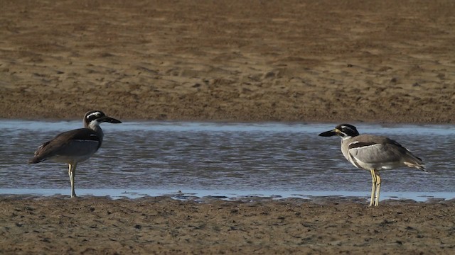 Beach Thick-knee - ML482118