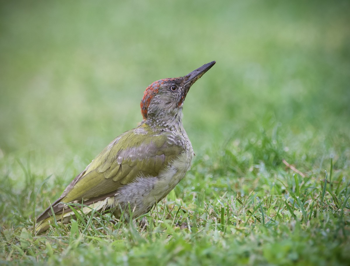 Iberian Green Woodpecker - Hong Wang