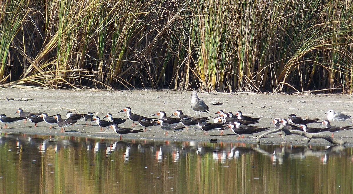 Black Skimmer - ML482119431