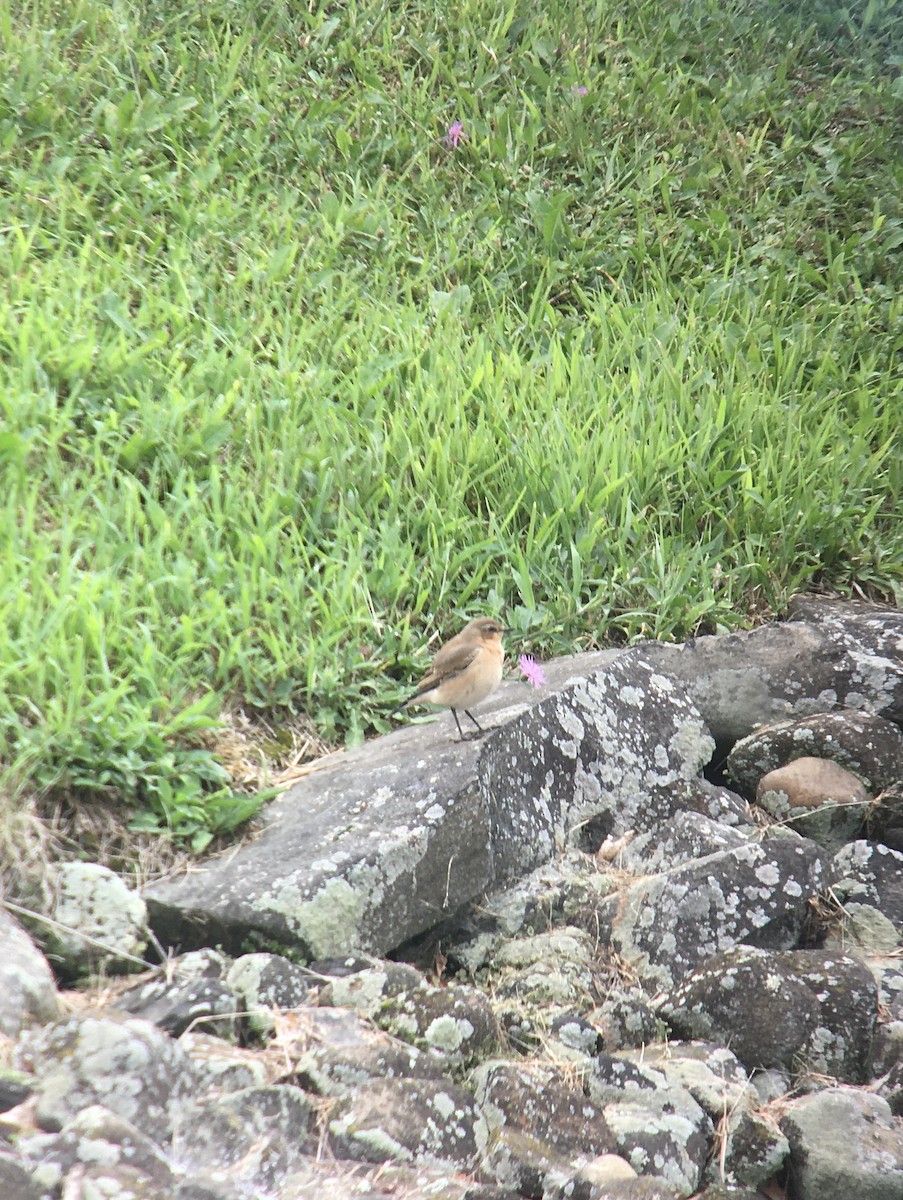 Northern Wheatear - ML482120131