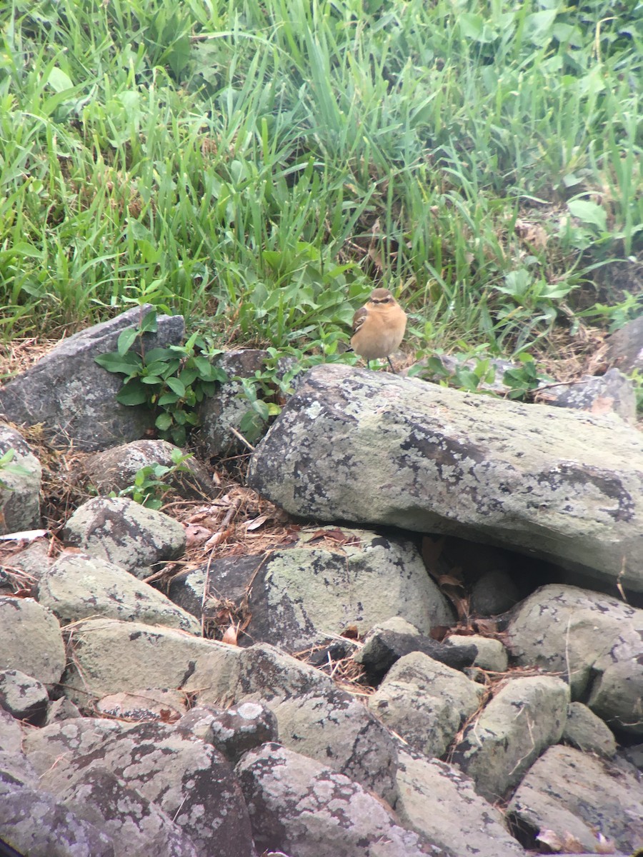 Northern Wheatear - ML482120151