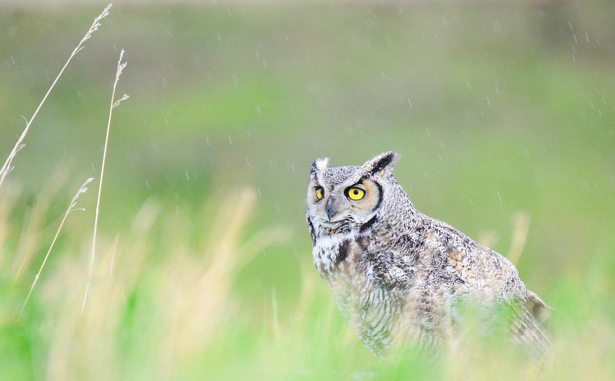 Great Horned Owl - ML482120321