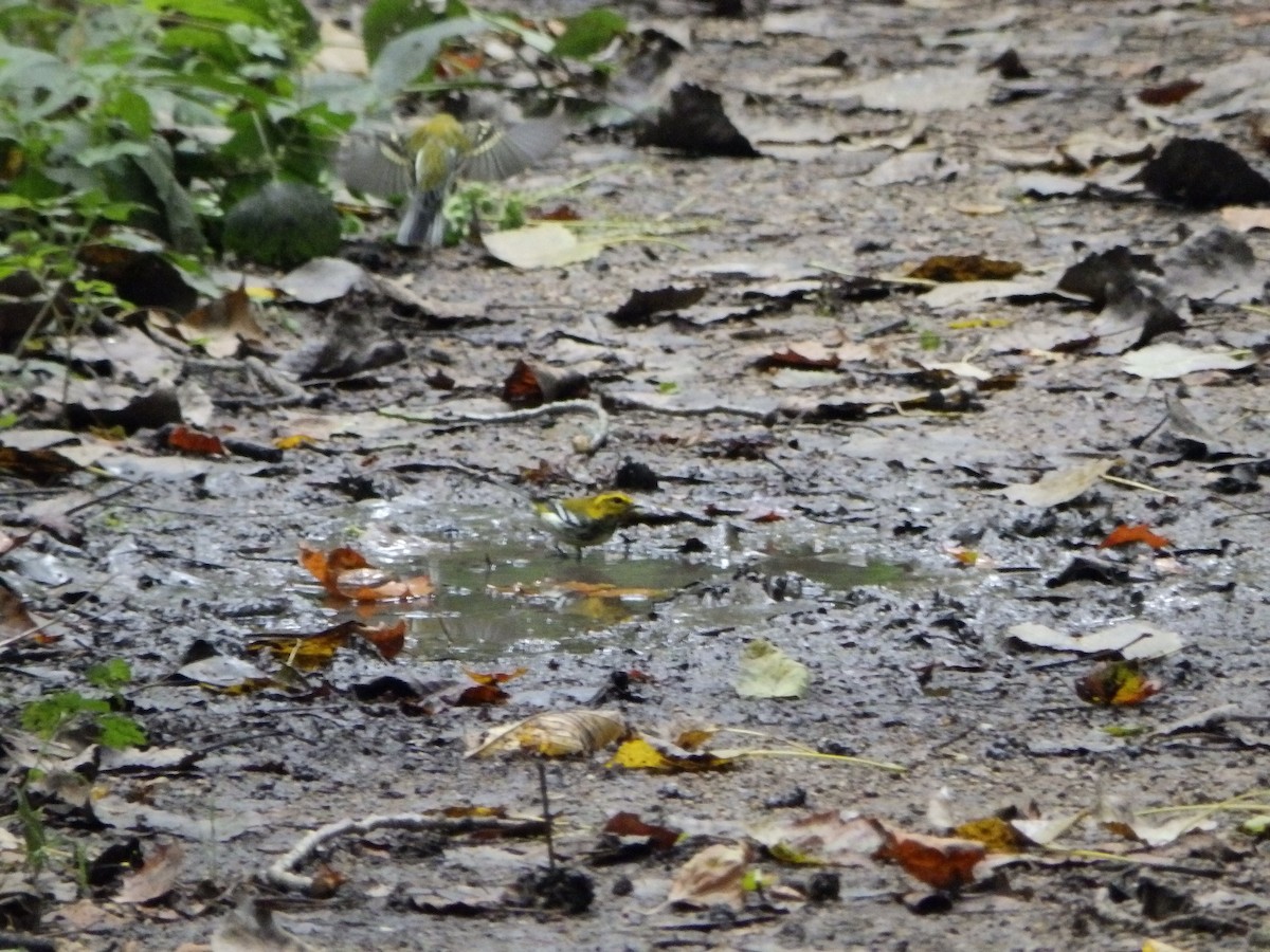 Black-throated Green Warbler - ML482120431