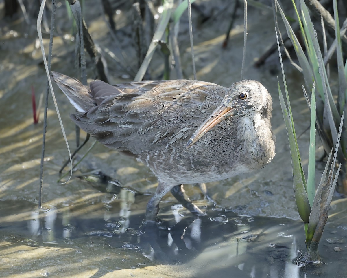 Clapper Rail - ML482120801