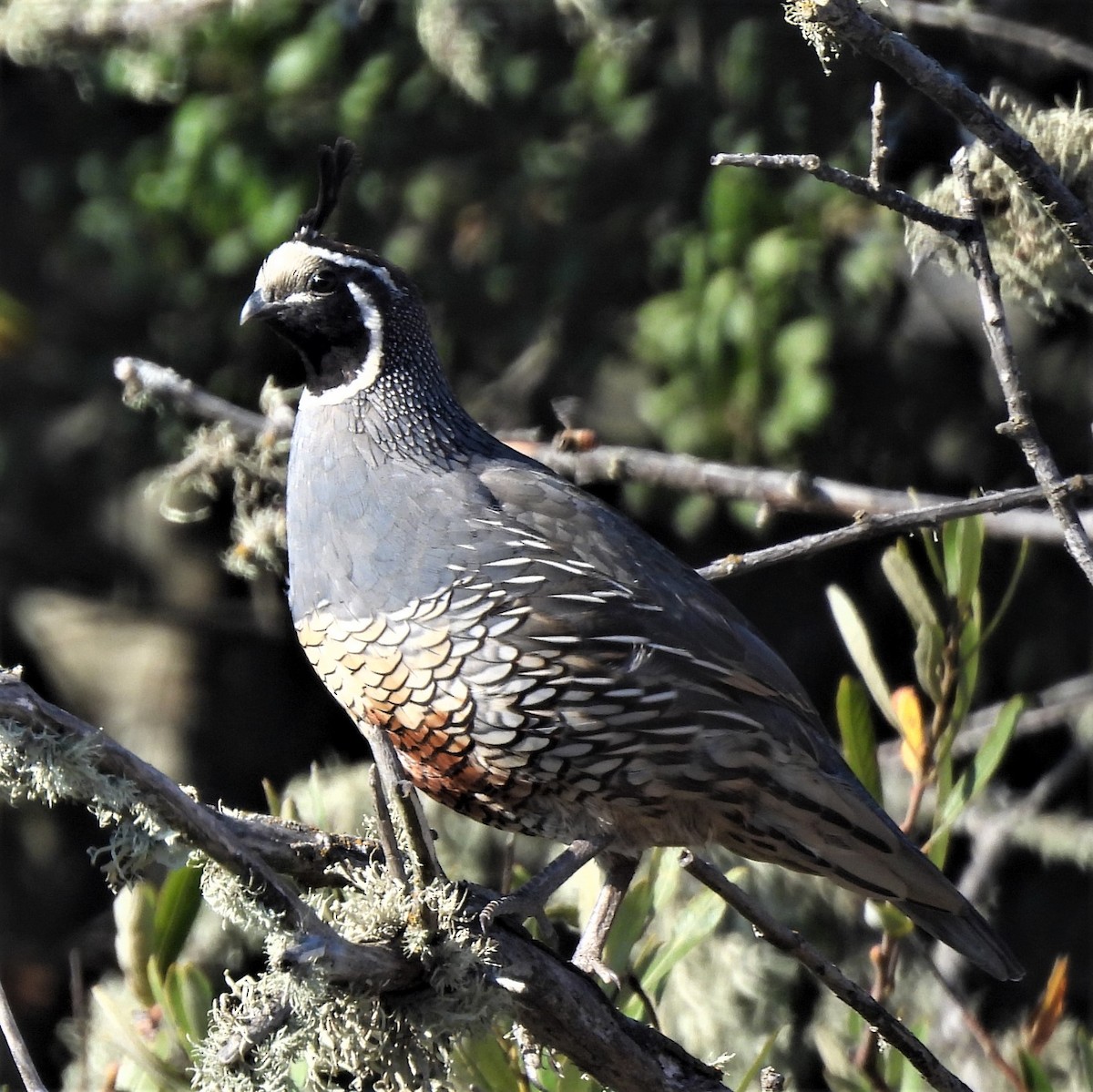 California Quail - ML482121211