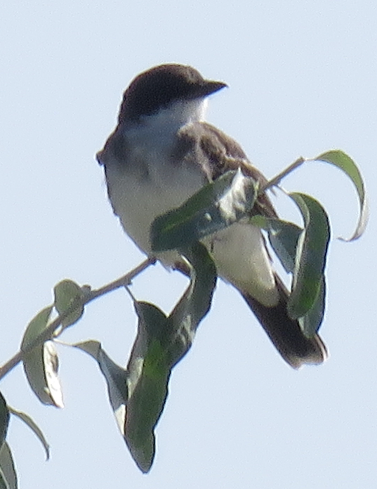 Eastern Kingbird - ML482121281