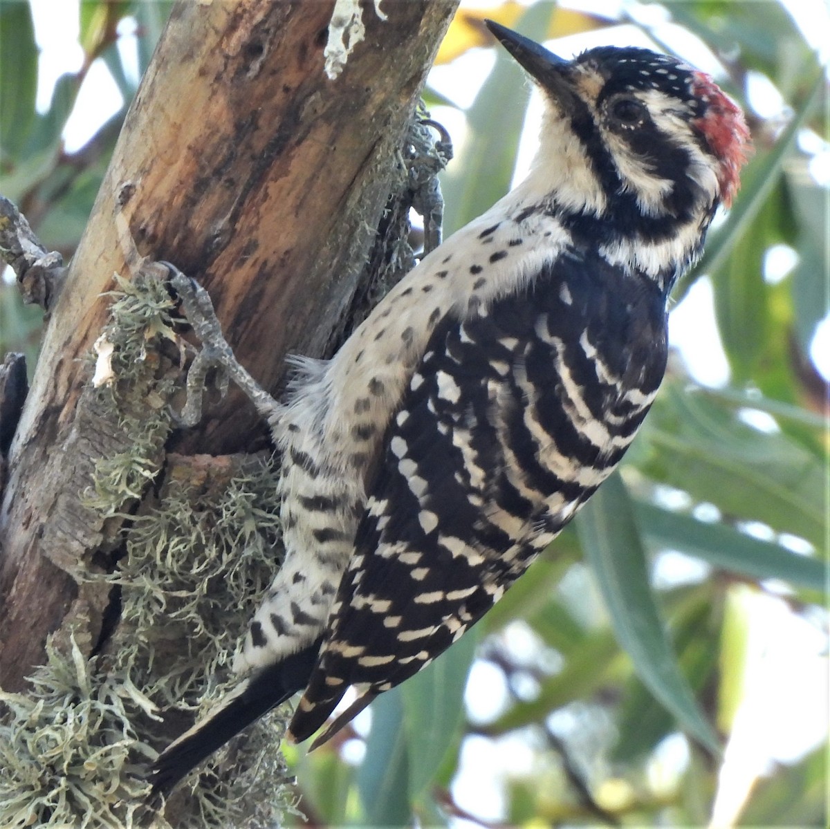 Nuttall's Woodpecker - ML482121311