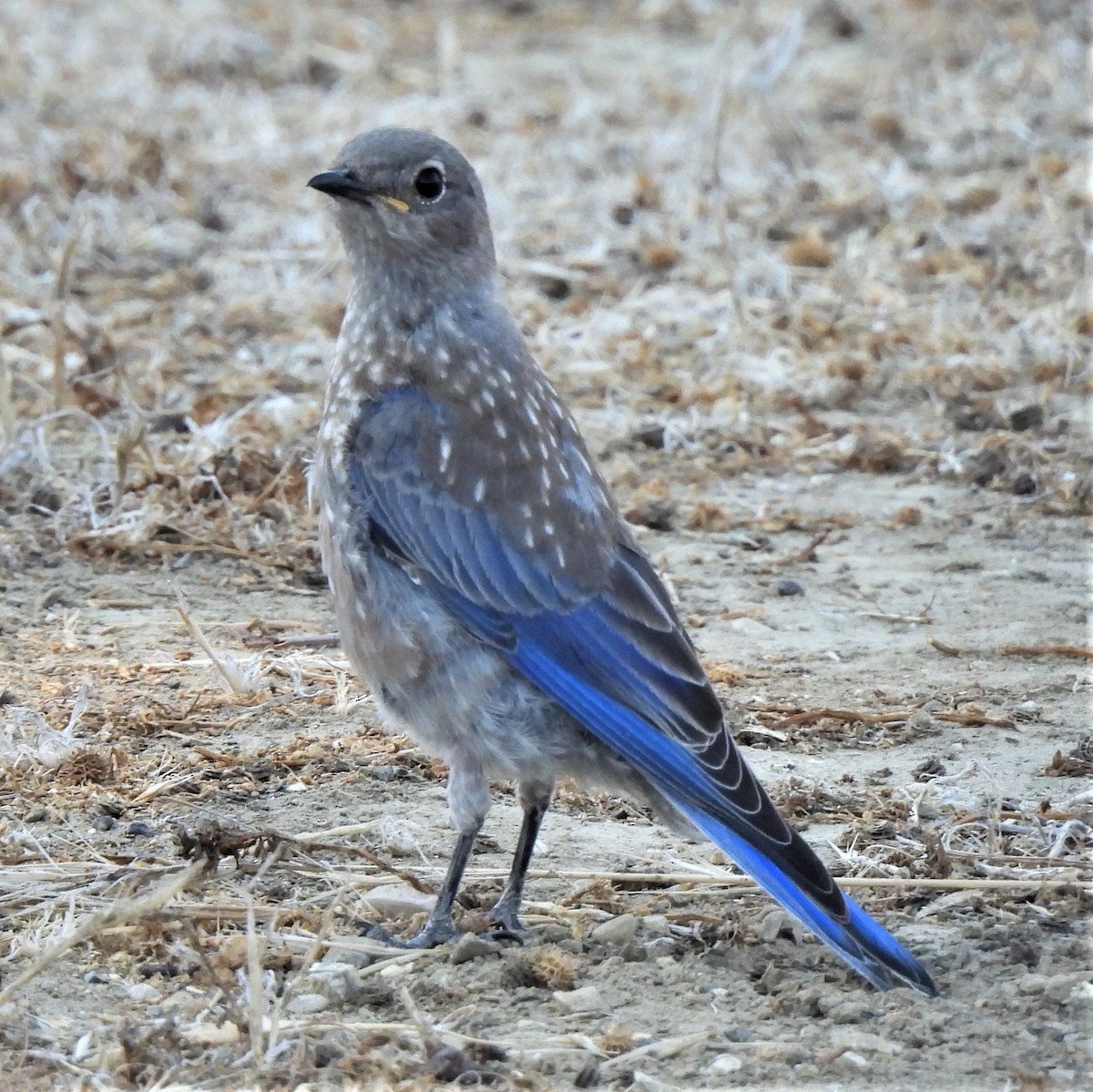 Western Bluebird - ML482121531