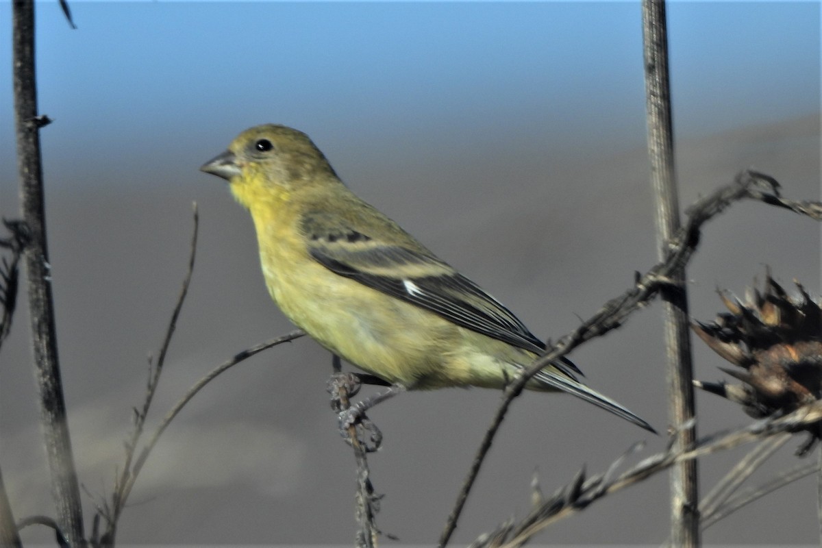 Lesser Goldfinch - ML482121651