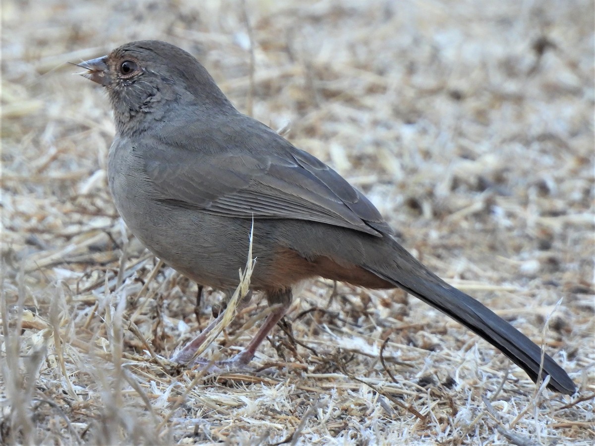 California Towhee - ML482121731