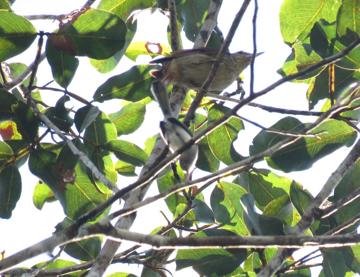 Klages's Gnatcatcher - ML482122301