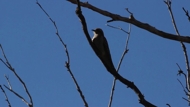 Pallid Cuckoo - ML482123