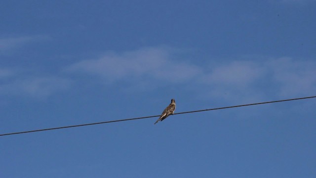 Pallid Cuckoo - ML482124