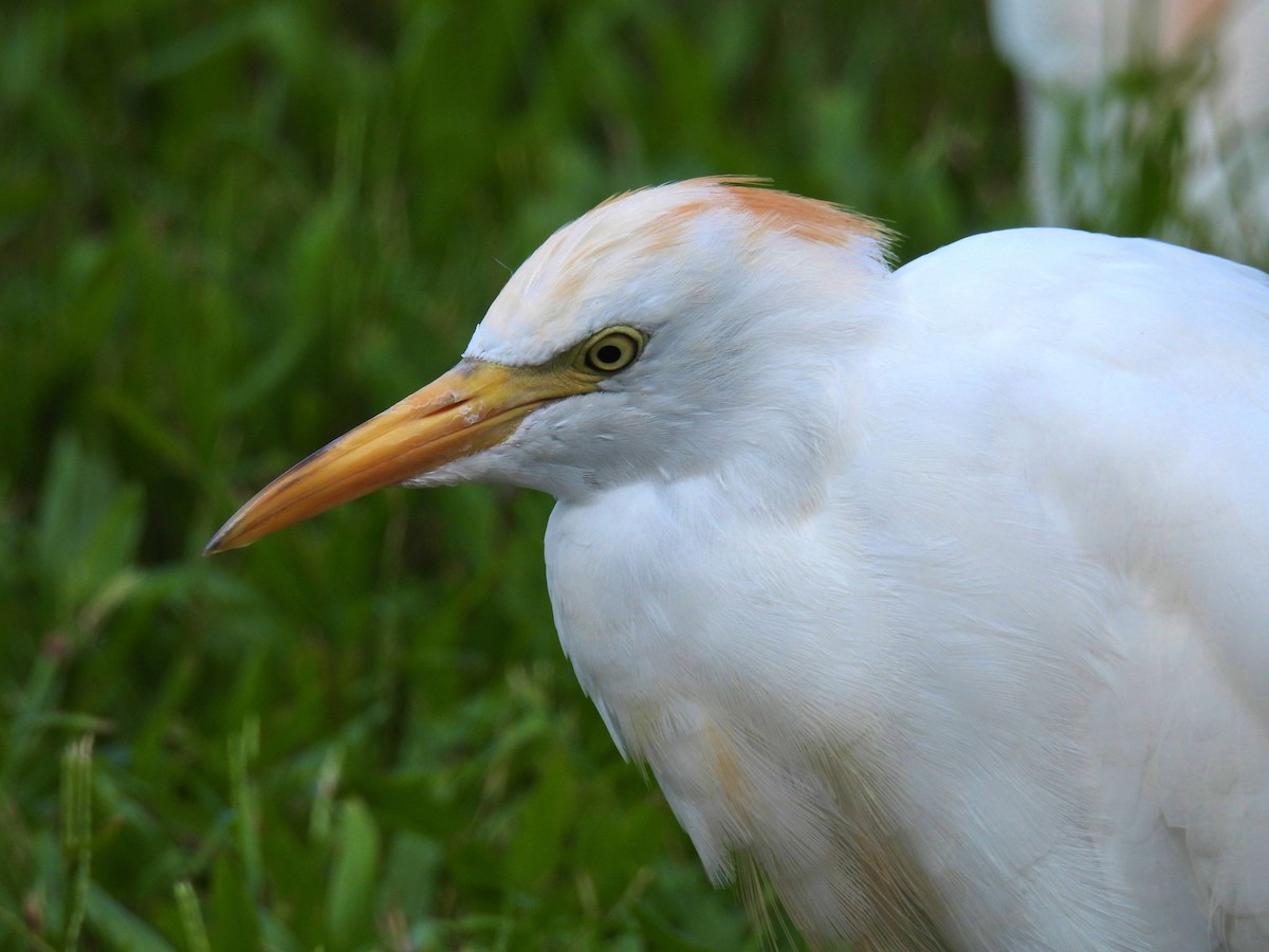 Western Cattle-Egret - ML482124681