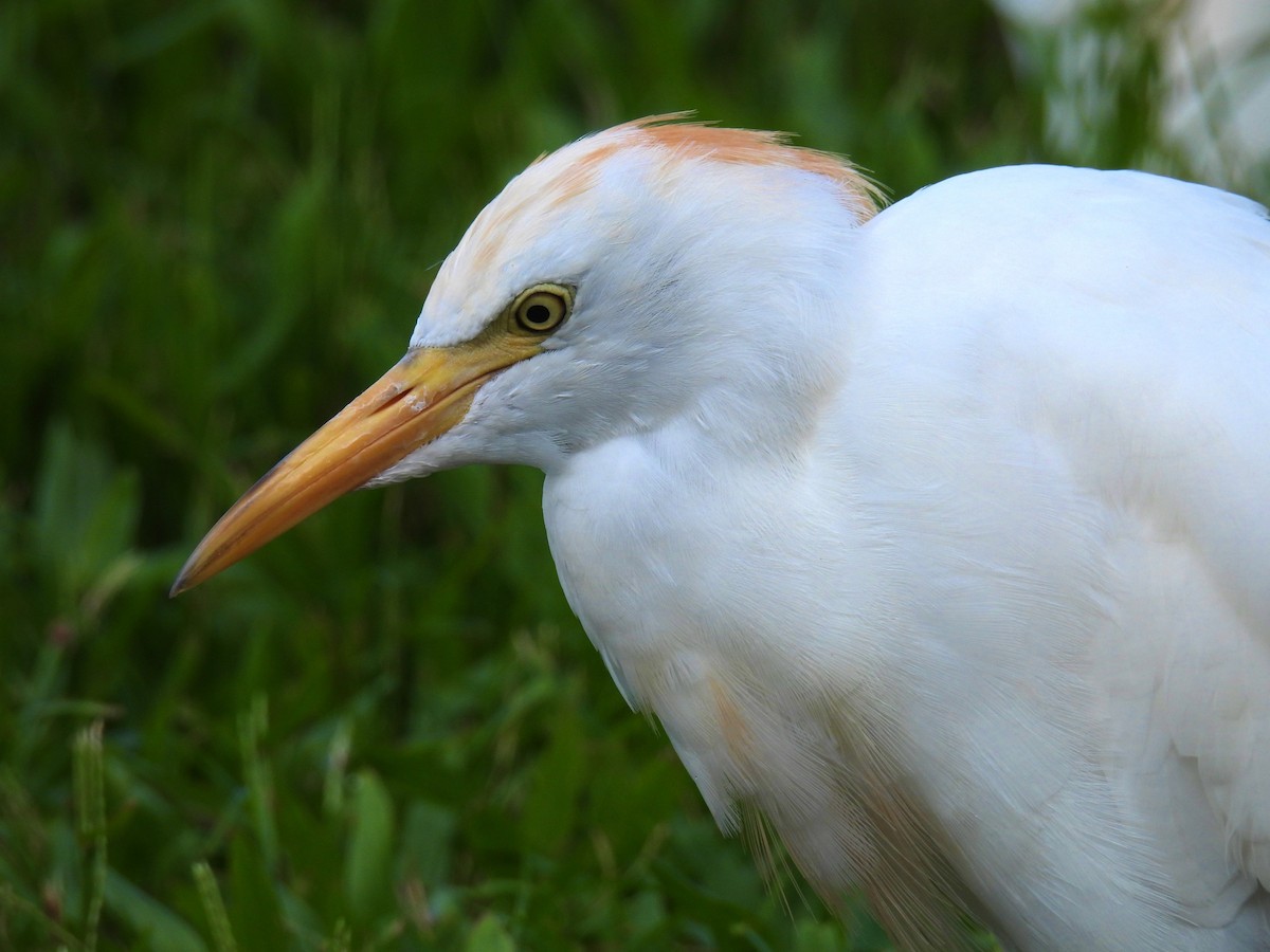 Western Cattle-Egret - ML482124731