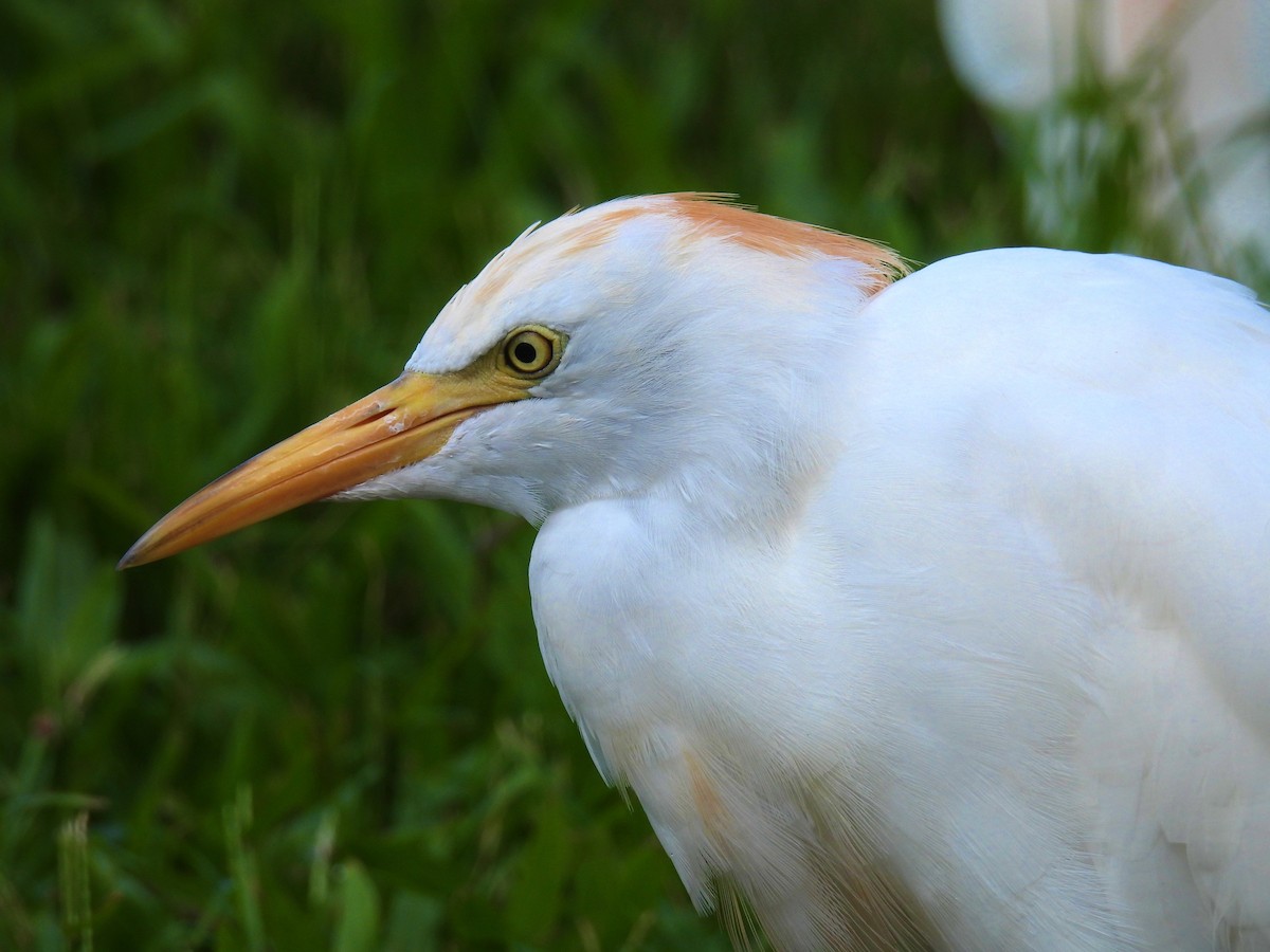 Western Cattle-Egret - ML482125081