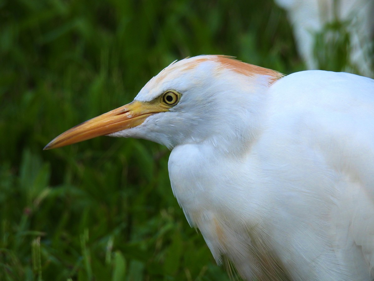 Western Cattle-Egret - ML482125171