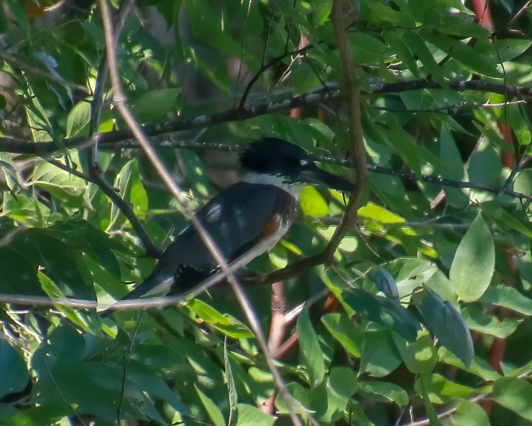 Belted Kingfisher - ML482125391