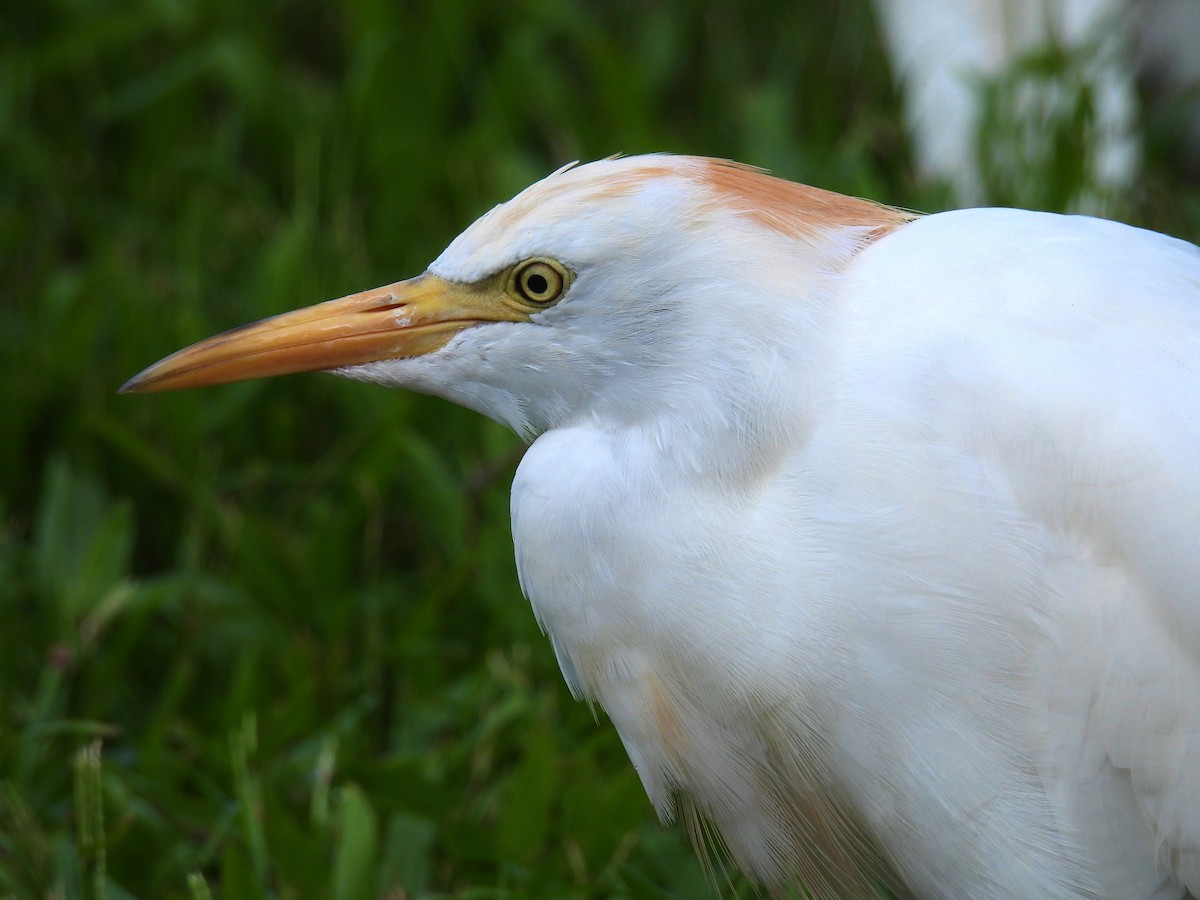 Western Cattle-Egret - ML482125471