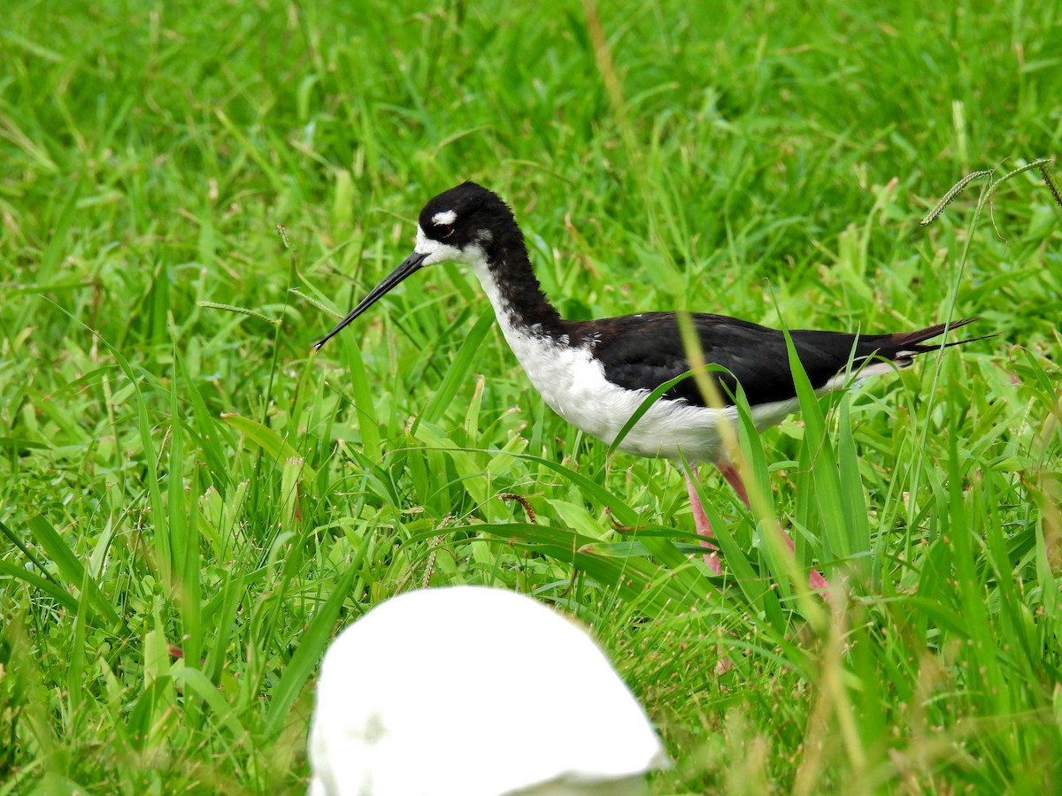 Black-necked Stilt (Hawaiian) - ML482125681