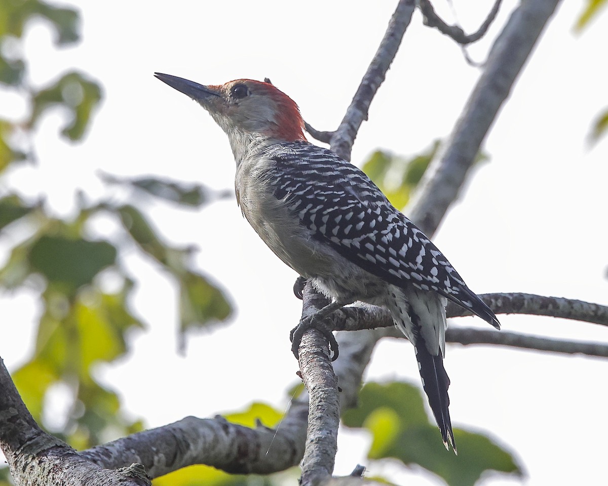 Red-bellied Woodpecker - ML482125781