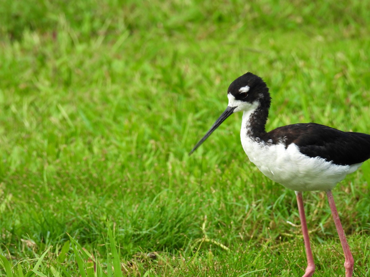 Black-necked Stilt (Hawaiian) - ML482125911