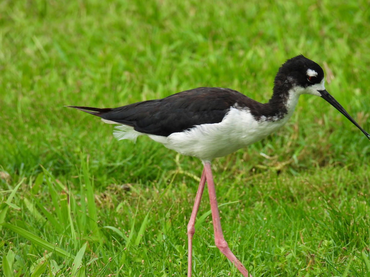 Black-necked Stilt (Hawaiian) - ML482126191