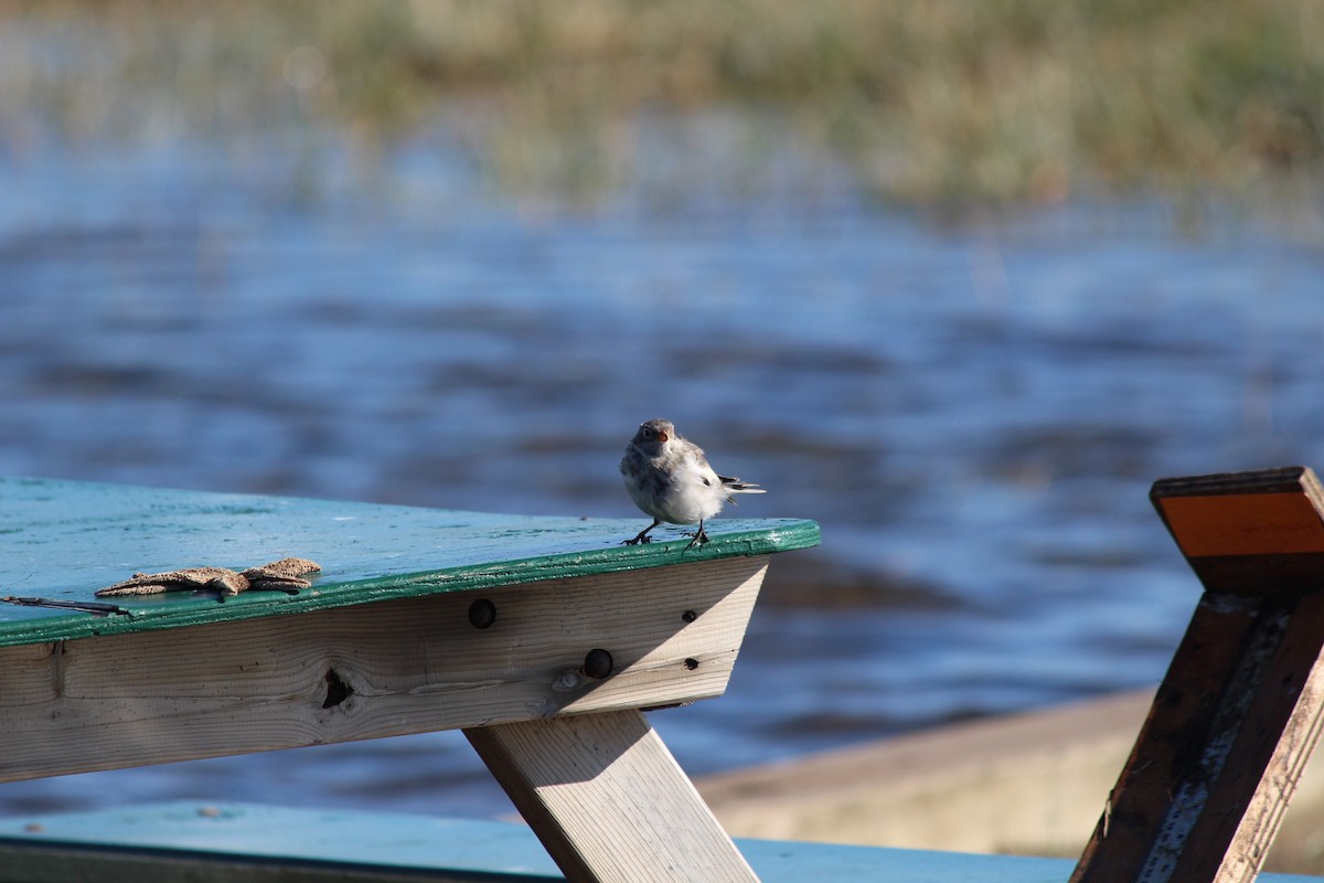 Snow Bunting - ML482126331