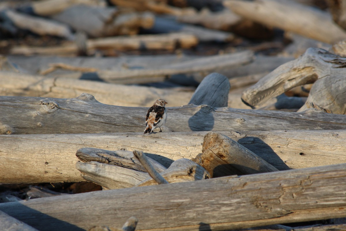 Snow Bunting - ML482126761