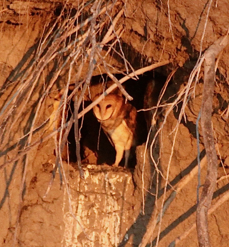 Barn Owl - ML482127761