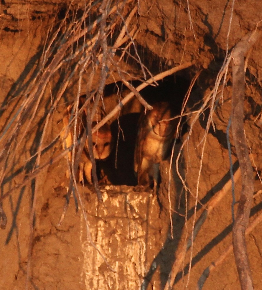 Barn Owl - ML482127781