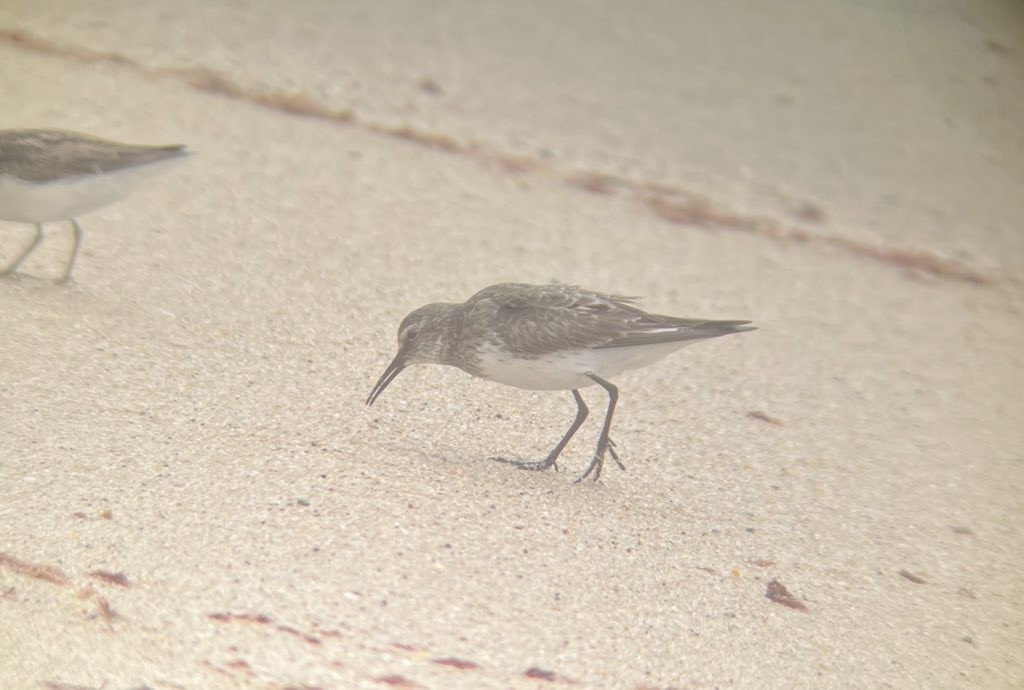 White-rumped Sandpiper - ML482127941