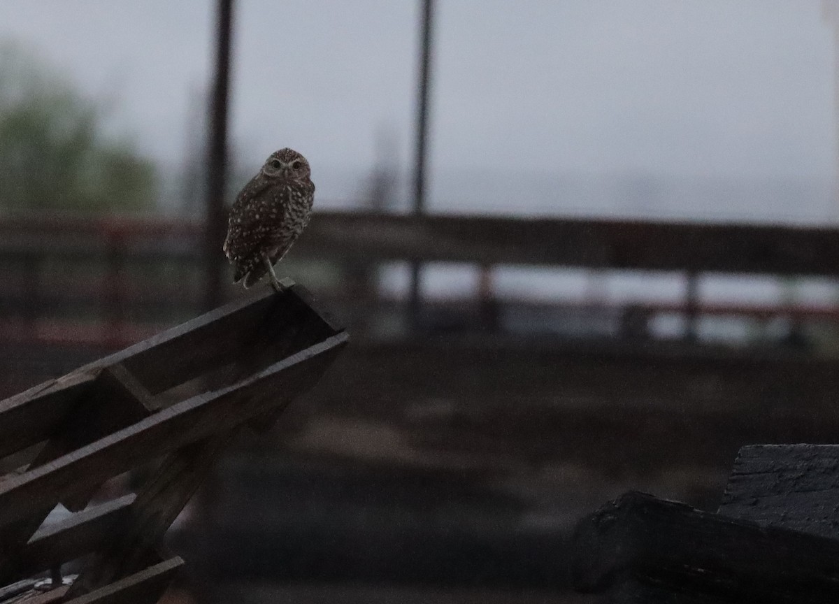 Burrowing Owl - ML482131851