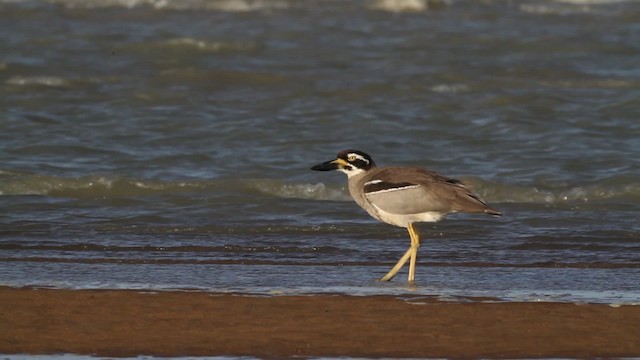 Beach Thick-knee - ML482133