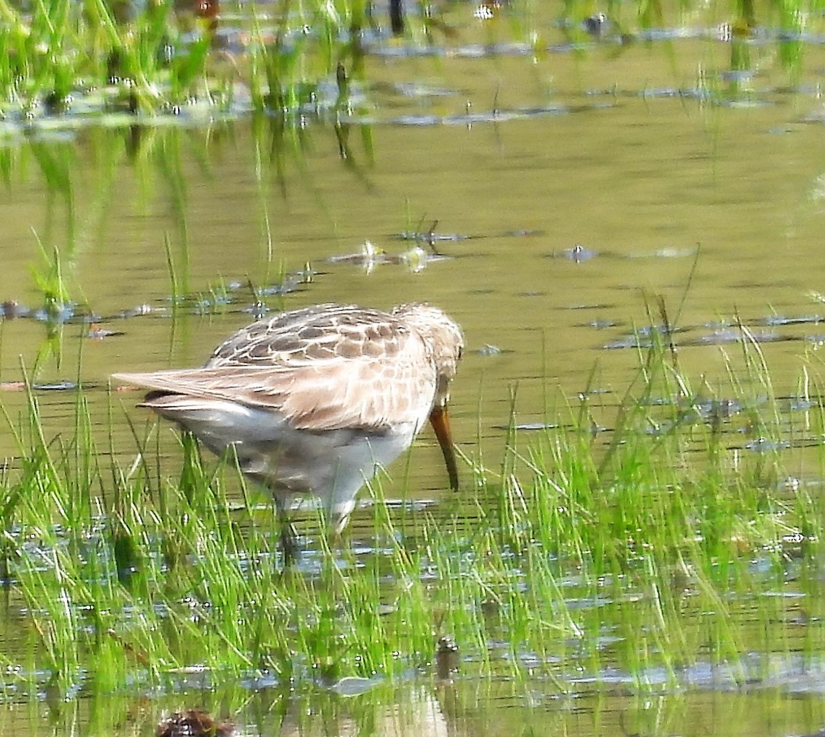 Pectoral Sandpiper - ML482133581