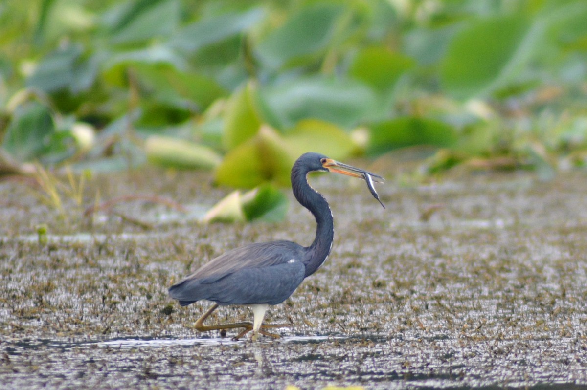Tricolored Heron - ML482140741