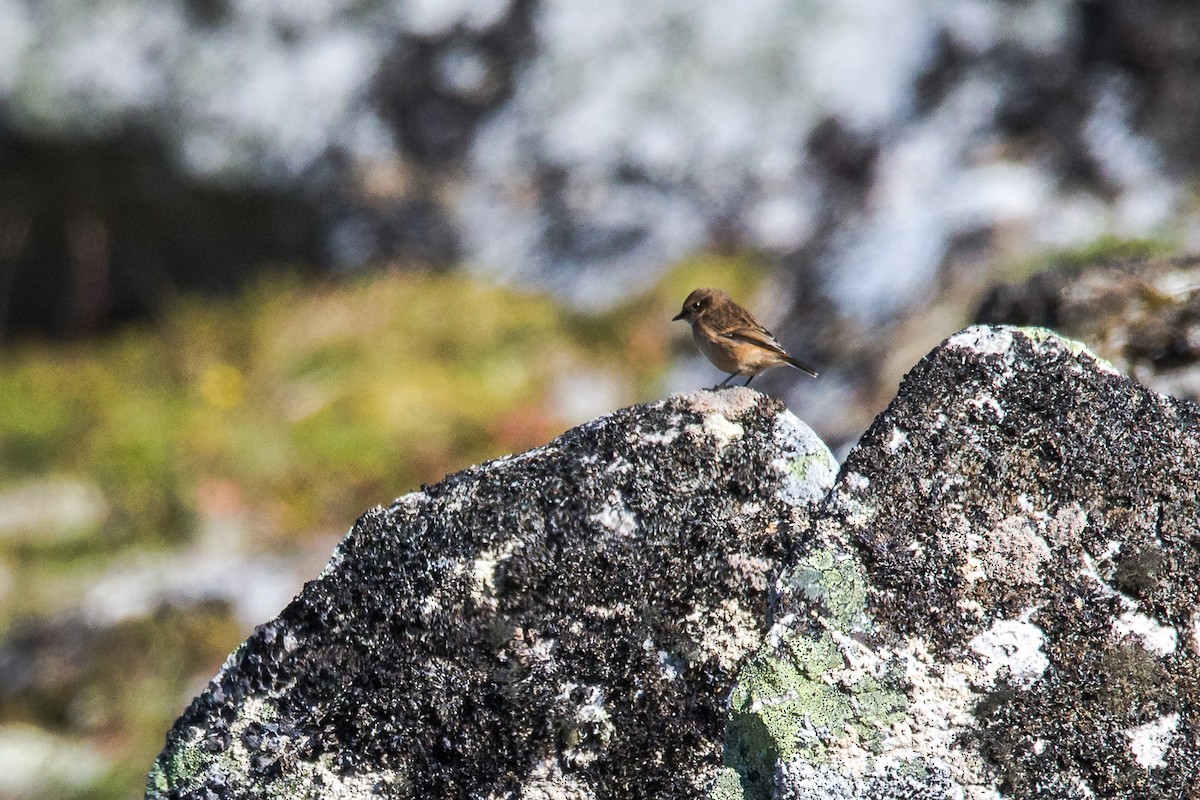 Amur Stonechat - ML482140771